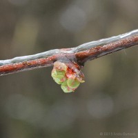 /album/macro/frida-dumont-img-0595-jpg/